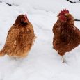 kippen houden in de winter