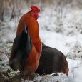 kippen verzorgen in de winter