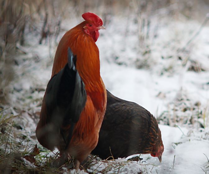 kippen verzorgen in de winter