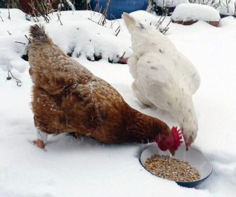kippen voeren in de winter